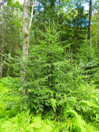 30 BALSAM FIR Tree Abies Balsamea Christmas Tree Silver Pine Canadian Fir Native Evergreen Seeds