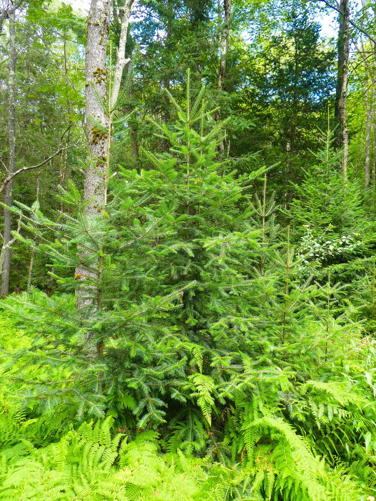 30 BALSAM FIR Tree Abies Balsamea Christmas Tree Silver Pine Canadian Fir Native Evergreen Seeds