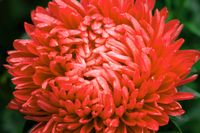 30 Double SCARLET PAEONY ASTER Red Peony Callistephus Flower Seeds