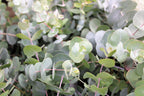 20 SILVER DROP EUCALYPTUS Gunnii Cider Gum Silver Blue Foliage Florist Tree Seeds