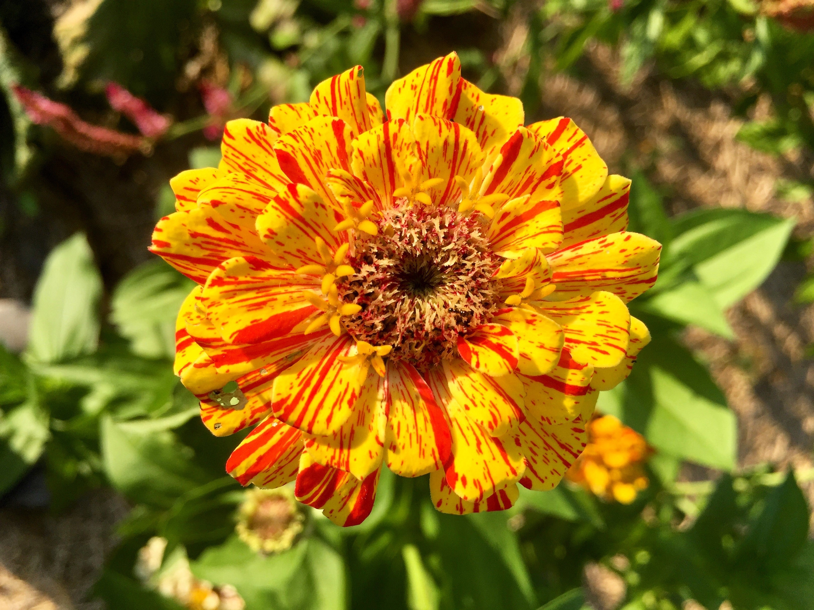 150 PEPPERMINT STICK ZINNIA Mix Mixed Colors Red Stripe Elegans