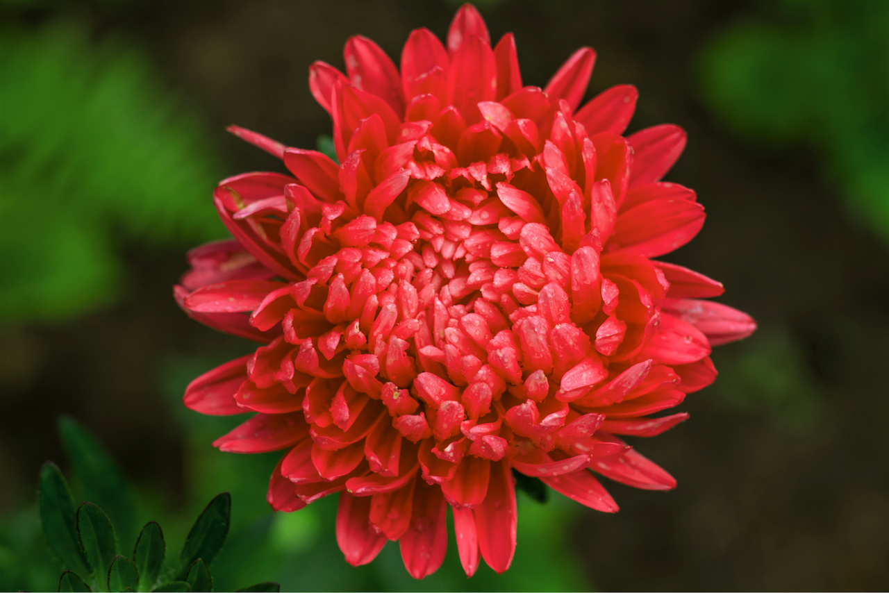 30 Double SCARLET PAEONY ASTER Red Peony Callistephus Flower Seeds