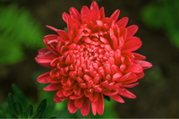 30 Double SCARLET PAEONY ASTER Red Peony Callistephus Flower Seeds