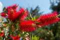 40 CRIMSON BOTTLEBRUSH Callistemon Citrinus Flowering Shrub Bush Small Tree Seeds