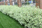 25 FIRE and ICE DOGWOOD Cornus Alba Shrub Tree Variegated Red Bark White Berry & Flower Seeds