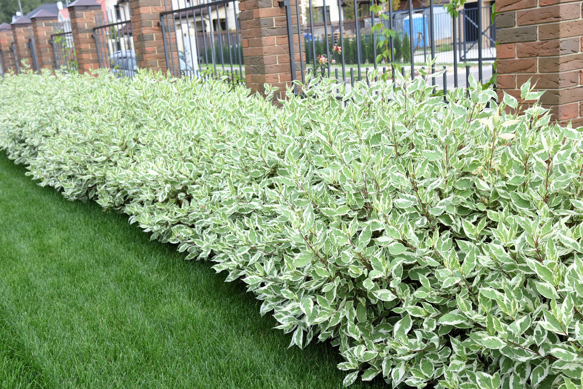 25 FIRE and ICE DOGWOOD Cornus Alba Shrub Tree Variegated Red Bark White Berry & Flower Seeds