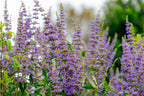 25 CHASTE BERRY TREE Vitex Agnus Castus Monk's Pepper Purple Fragrant Flower Seeds