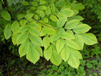 10 YELLOW ASH TREE Kentucky Yellowwood White Flowers Cladrastis Lutea Kentukea Seeds