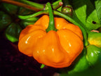 40 Yellow JAMAICAN HOT PEPPER Capsicum Annuum Scotch Bonnet Vegetable Seeds