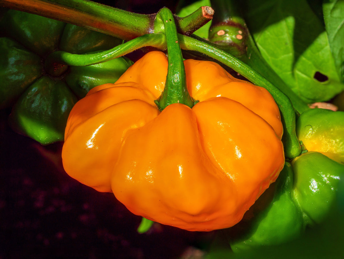 40 Yellow JAMAICAN HOT PEPPER Capsicum Annuum Scotch Bonnet Vegetable Seeds