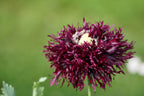 250 BLACK Swan PEONY POPPY Papaver Somniferum Dark Burgundy Double Flower Seeds