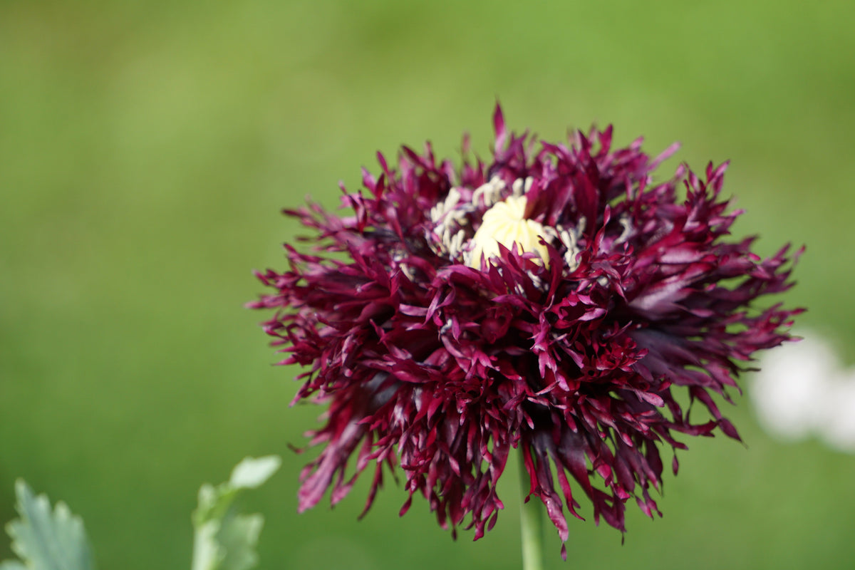 250 BLACK Swan PEONY POPPY Papaver Somniferum Dark Burgundy Double Flower Seeds