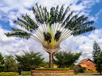 10 TRAVELLER'S PALM TREE Ravenala Madagascariensis Flower Houseplant Seeds