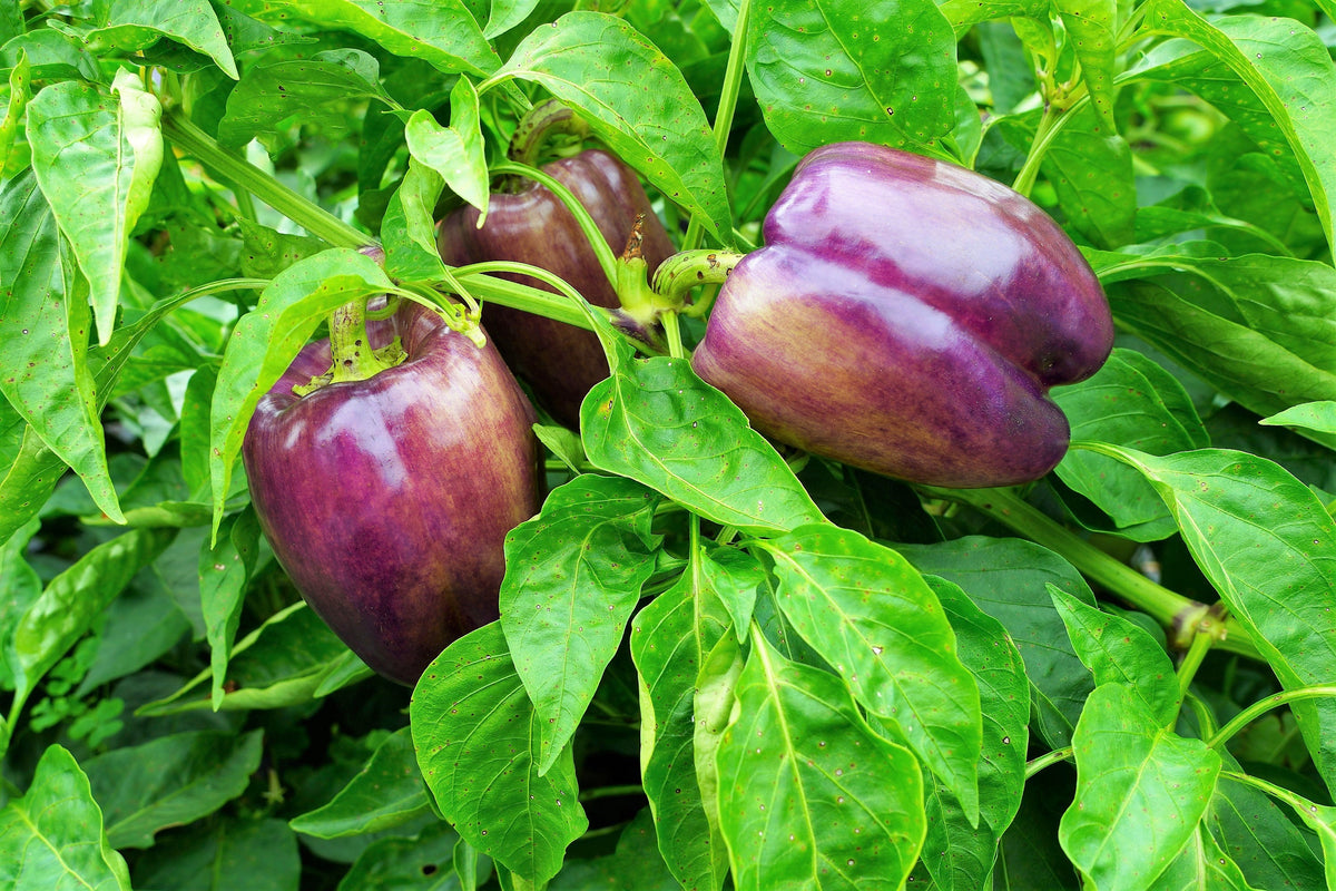 100 LILAC BELL PEPPER Capsicum Annuum Sweet Mild Purple Vegetable Seeds