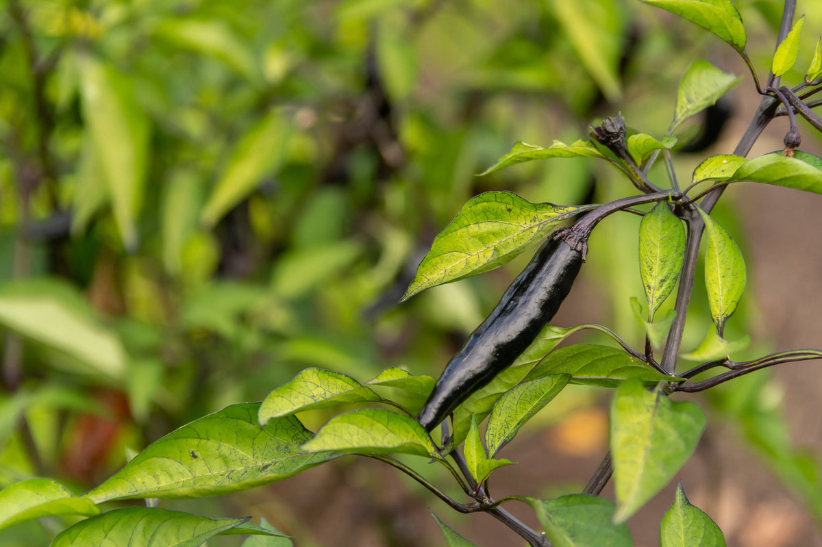 50 PASILLA BAJIO PEPPER Mexican Chile Negro Capsicum Annuum Vegetable Seeds