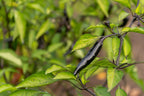 50 PASILLA BAJIO PEPPER Mexican Chile Negro Capsicum Annuum Vegetable Seeds