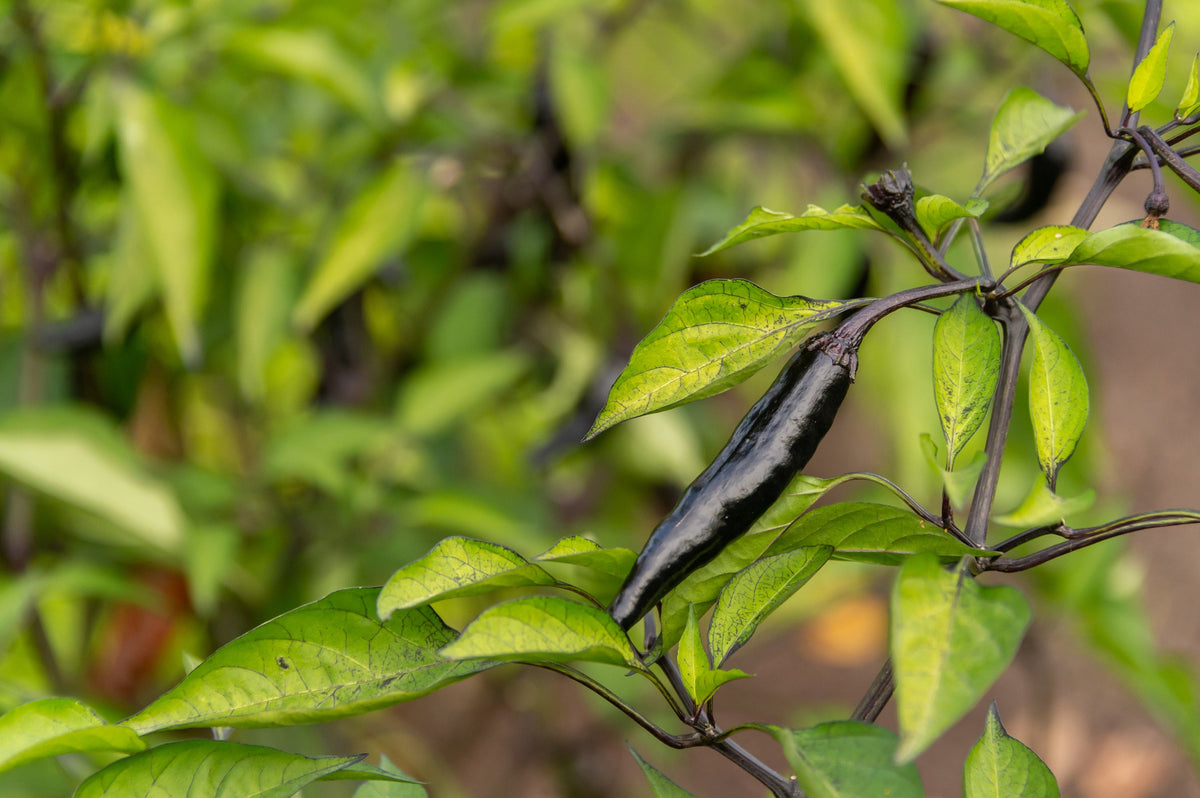 50 PASILLA BAJIO PEPPER Mexican Chile Negro Capsicum Annuum Vegetable Seeds