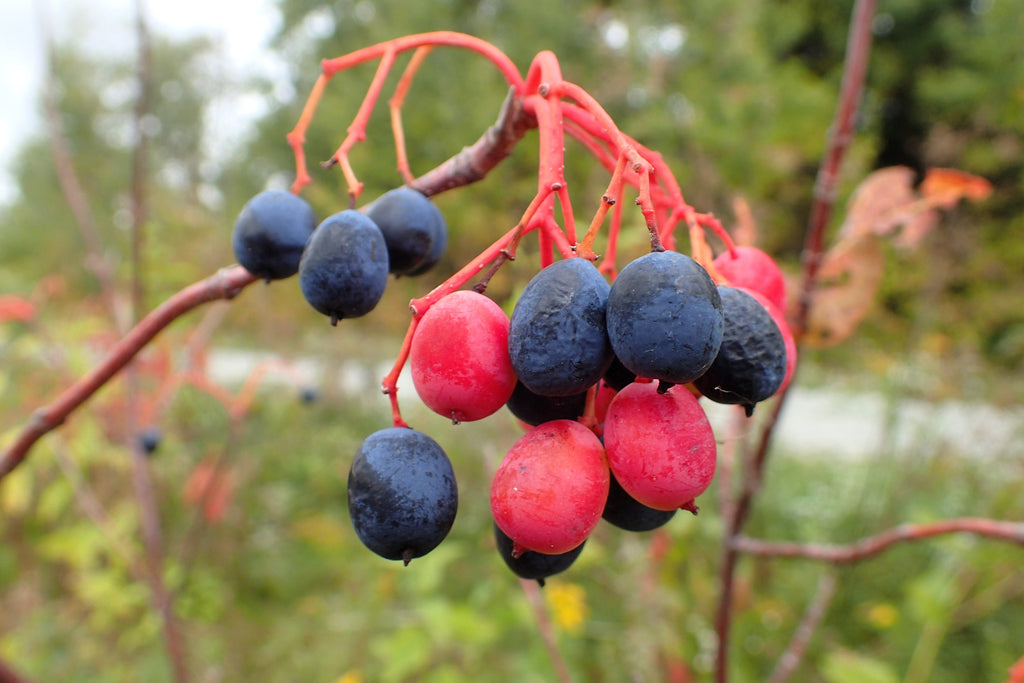 20 NANNYBERRY SWEET VIBURNUM Lentago Shrub Tree Blue Black Berry Fruit White Flower Seeds