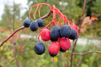20 NANNYBERRY SWEET VIBURNUM Lentago Shrub Tree Blue Black Berry Fruit White Flower Seeds