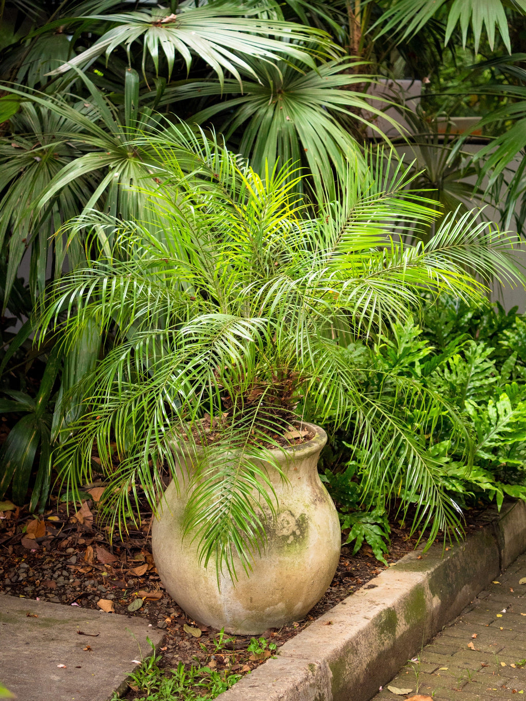 10 PYGMY DATE PALM Phoenix Roebelenii Dwarf Miniature Ornamental Fruit Tree Houseplant Seeds