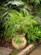 10 PYGMY DATE PALM Phoenix Roebelenii Dwarf Miniature Ornamental Fruit Tree Houseplant Seeds