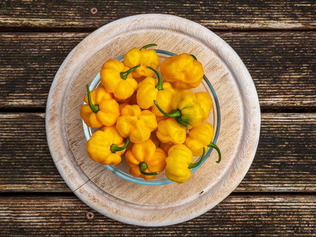 40 Yellow JAMAICAN HOT PEPPER Capsicum Annuum Scotch Bonnet Vegetable Seeds