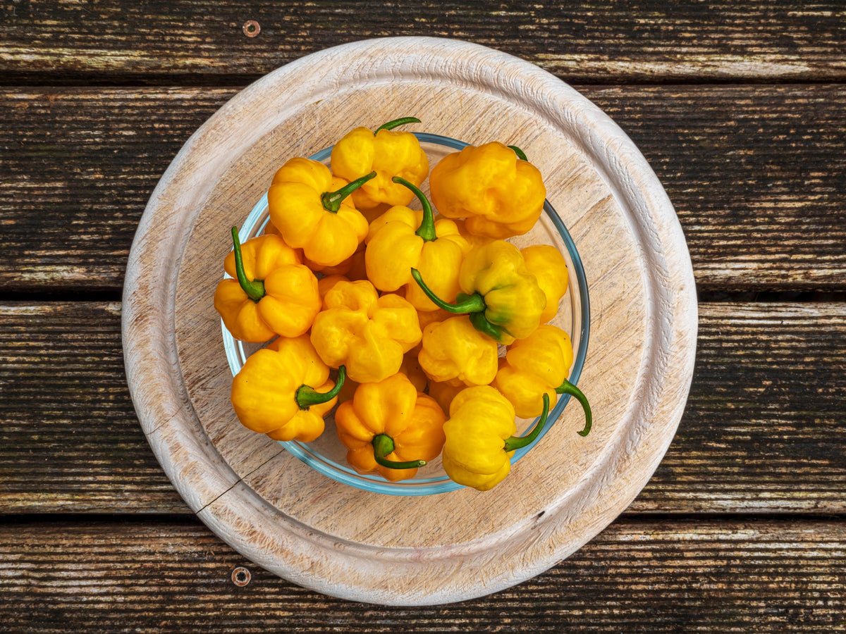 40 Yellow JAMAICAN HOT PEPPER Capsicum Annuum Scotch Bonnet Vegetable Seeds