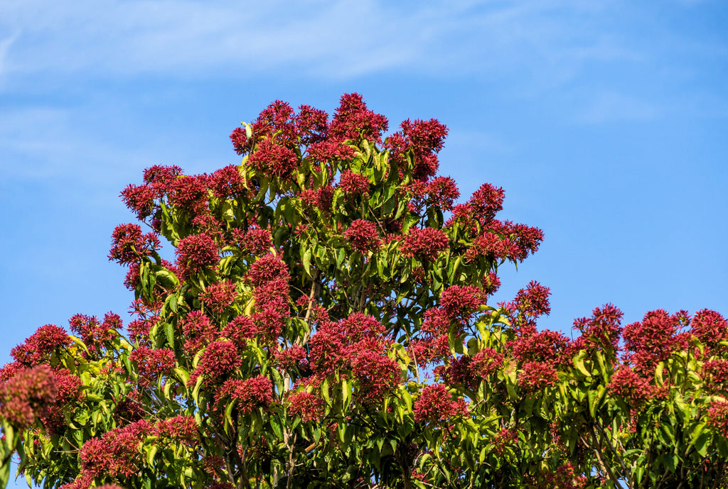 20 SEVEN SON Shrub Tree Heptacodium Miconioides White Red Flower Seeds