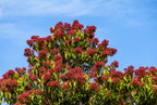 20 SEVEN SON Shrub Tree Heptacodium Miconioides White Red Flower Seeds