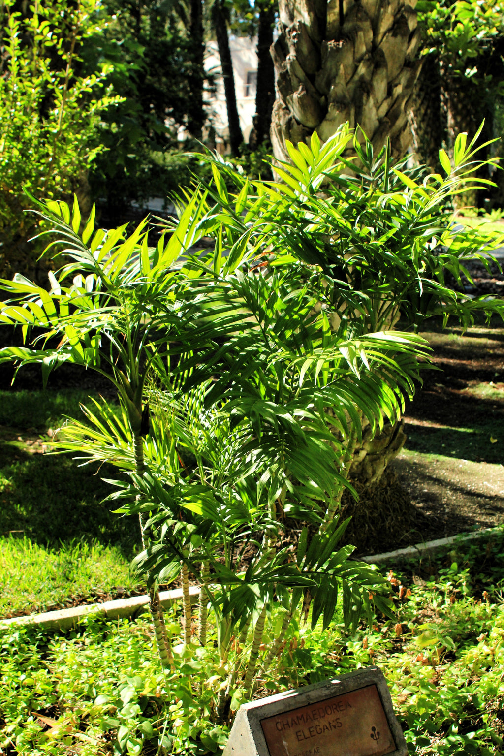 15 PARLOR PALM Neanthe Bella Palm Chamaedorea Elegans Tree Houseplant Seeds