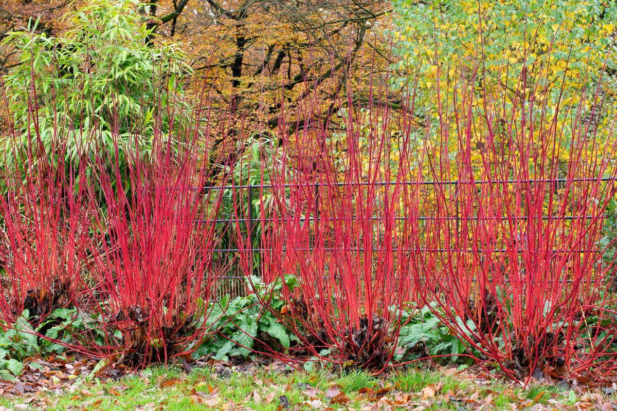 25 FIRE and ICE DOGWOOD Cornus Alba Shrub Tree Variegated Red Bark White Berry & Flower Seeds