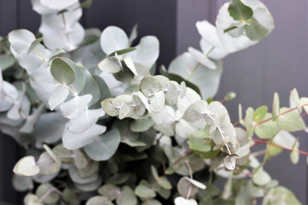 20 SILVER DROP EUCALYPTUS Gunnii Cider Gum Silver Blue Foliage Florist Tree Seeds