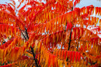 30 FLAMELEAF SUMAC TREE Shining Dwarf Winged Rhus Schmaltzia Copallina Seeds