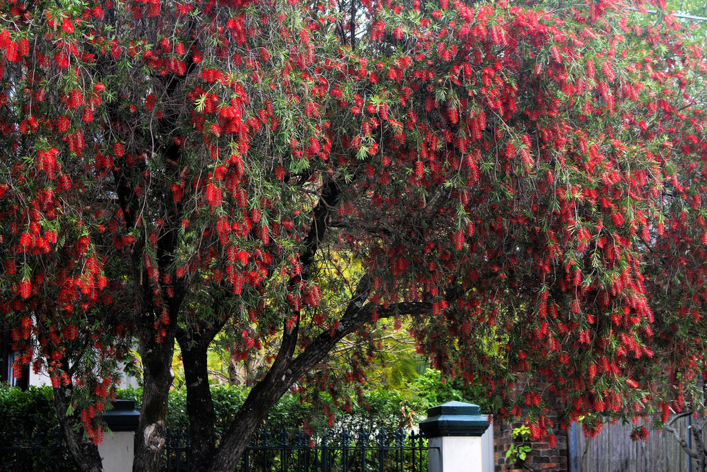 40 CRIMSON BOTTLEBRUSH Callistemon Citrinus Flowering Shrub Bush Small Tree Seeds