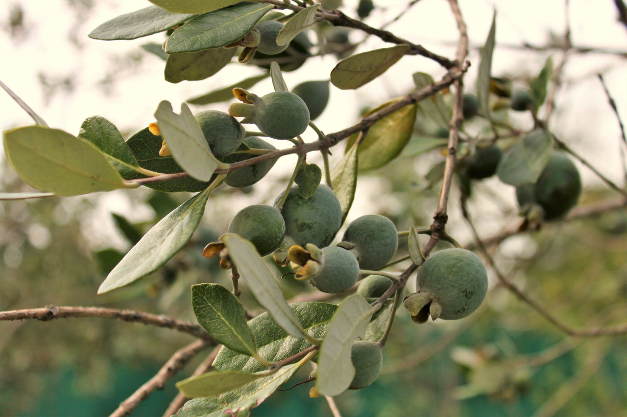 10 PINEAPPLE GUAVA Fruit Acca Guavasteen Brazilian or Fig Guava Feijoa Sellowiana Pink Red Flower Tree Shrub Seeds
