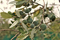 10 PINEAPPLE GUAVA Fruit Acca Guavasteen Brazilian or Fig Guava Feijoa Sellowiana Pink Red Flower Tree Shrub Seeds
