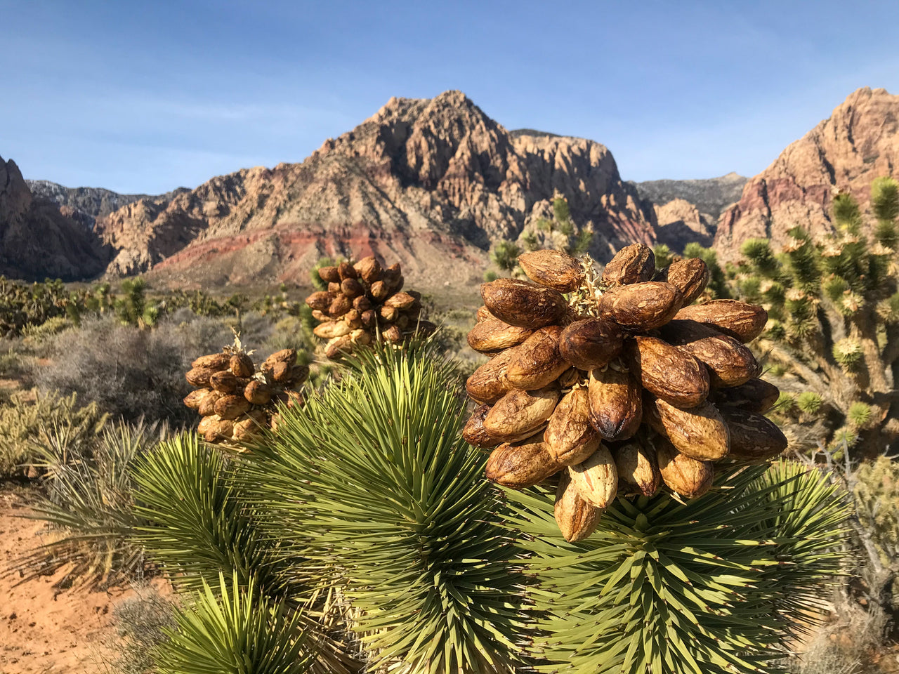 joshua tree succulent 5 JOSHUA TREE Palm Tree Yucca Brevifolia White Flowers Cactus Succulent Seeds