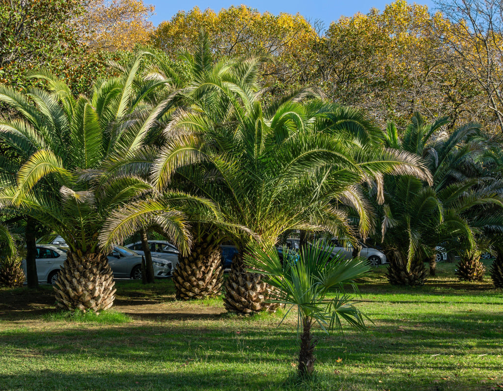 10 CANARY ISLAND Date PALM Phoenix Canariensis Tree Seeds