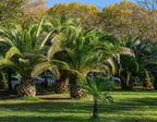 10 CANARY ISLAND Date PALM Phoenix Canariensis Tree Seeds