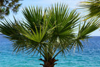 30 CALIFORNIA FAN PALM Tree Petticoat Arizona Desert Washingtonia Filifera Seeds