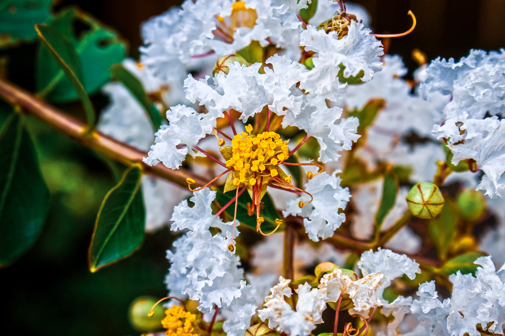 35 WHITE CREPE MYRTLE Lagerstroemia Indica Flowering Shrub Bush Small Tree Seeds