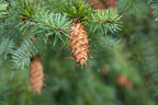 20 DOUGLAS FIR Tree Abies Pseudotsuga Menziesii Christmas Tree Blue Douglas Pine Spruce Native Evergreen Seeds