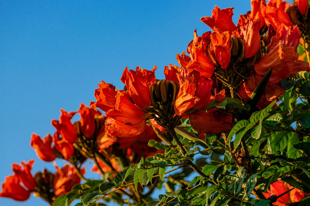 15 Red AFRICAN TULIP TREE (Fire Tree / Flame of the Forest / Fountain Tree) Spathodea Campanulata Seeds