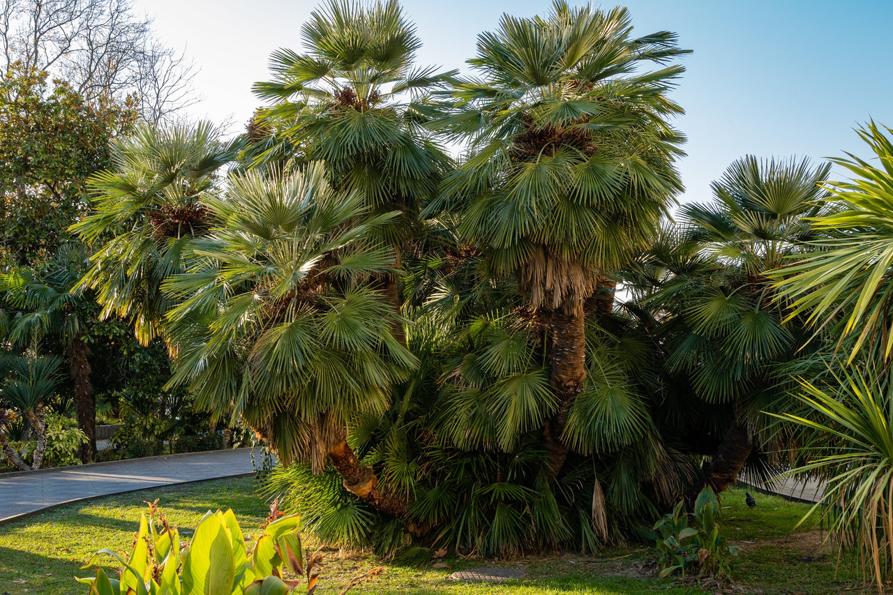 5 MEDITERRANEAN FAN PALM European Dwarf Tree Shrub Chamaerops Humilis Seeds