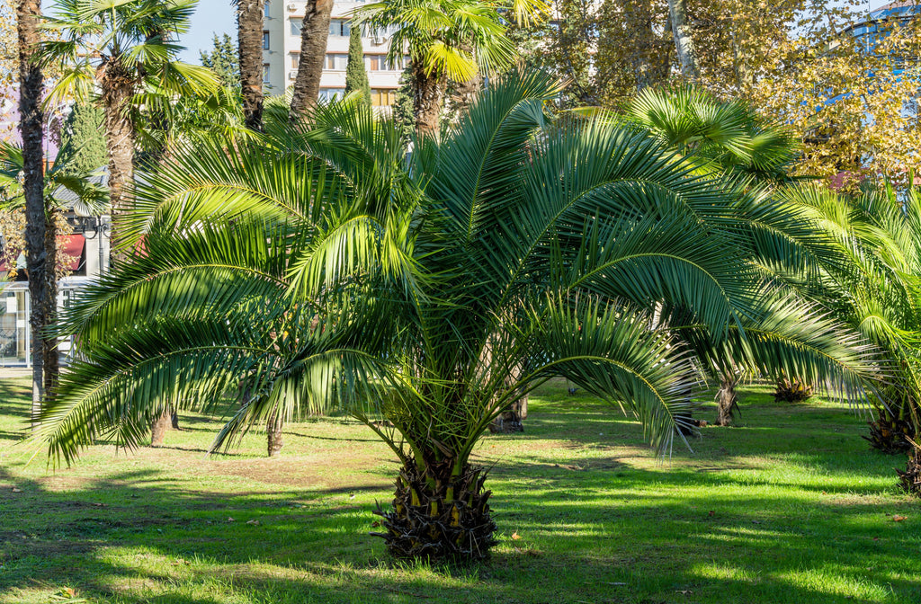 10 CANARY ISLAND Date PALM Phoenix Canariensis Tree Seeds