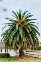 10 CANARY ISLAND Date PALM Phoenix Canariensis Tree Seeds