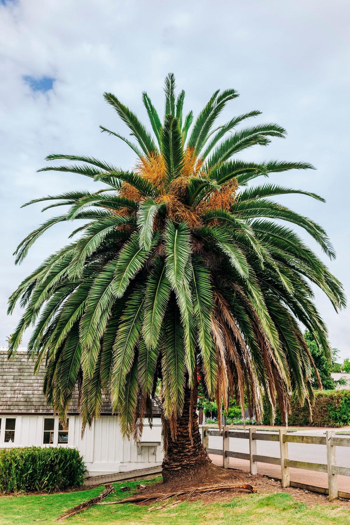 10 CANARY ISLAND Date PALM Phoenix Canariensis Tree Seeds