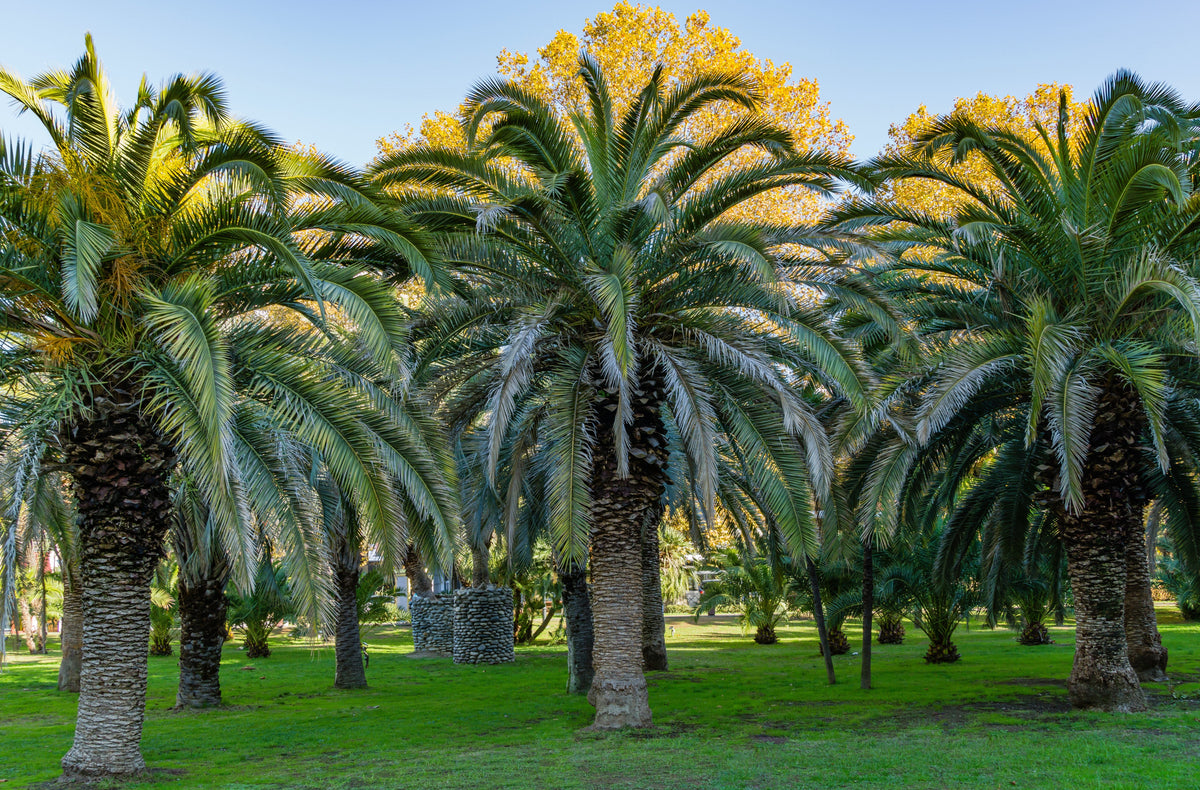 10 CANARY ISLAND Date PALM Phoenix Canariensis Tree Seeds