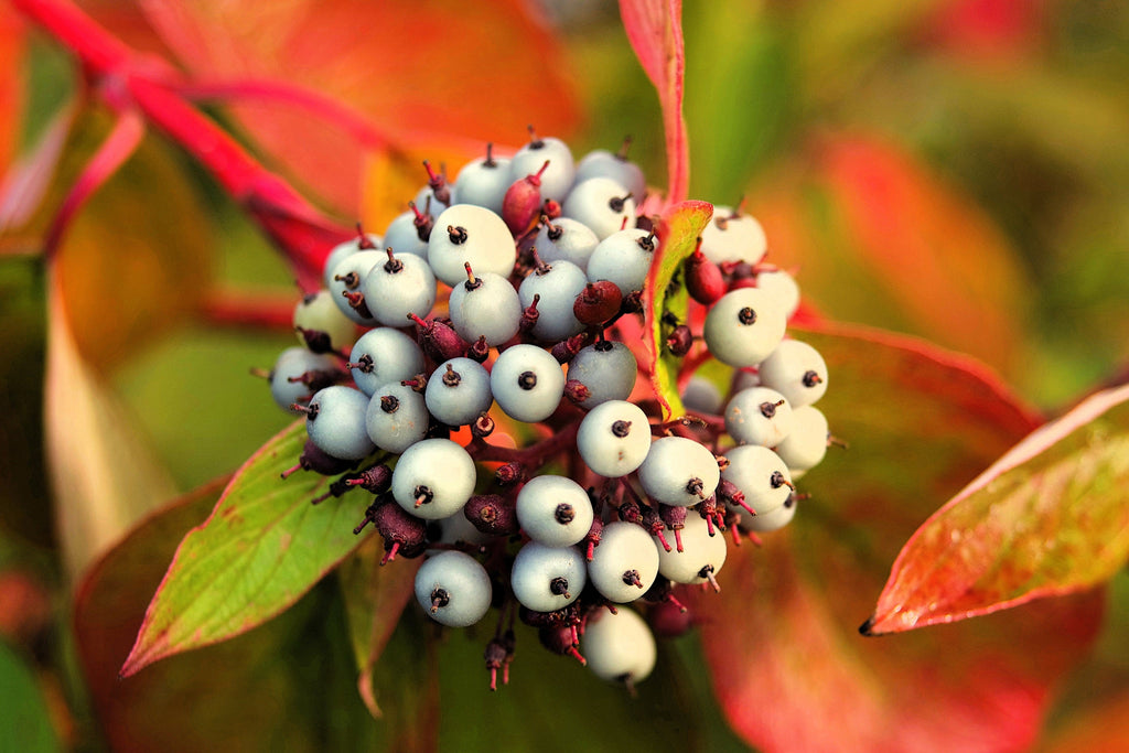 25 FIRE and ICE DOGWOOD Cornus Alba Shrub Tree Variegated Red Bark White Berry & Flower Seeds