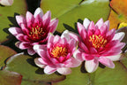 3 Organic Mixed Colors LOTUS Nelumbo Nucifera Pond Water Lily Lilypad Blue Red Flower Large Seeds